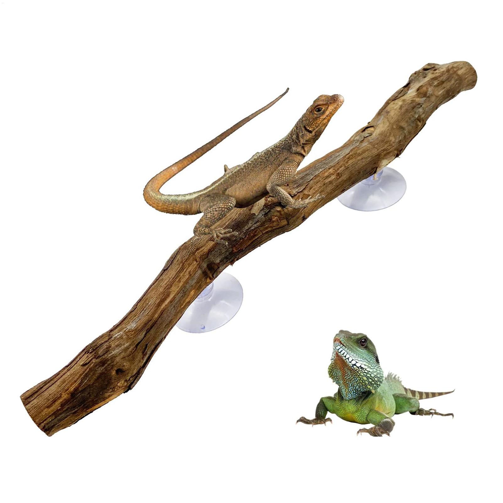 Home Decor Habitat - Ramo d'Albero in Legno per Rettili,