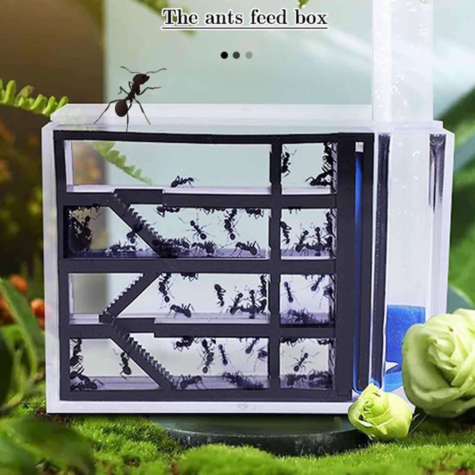 Formicaio Fai-da-Te per Studio - Home Decor Habitat recensione e prezzo