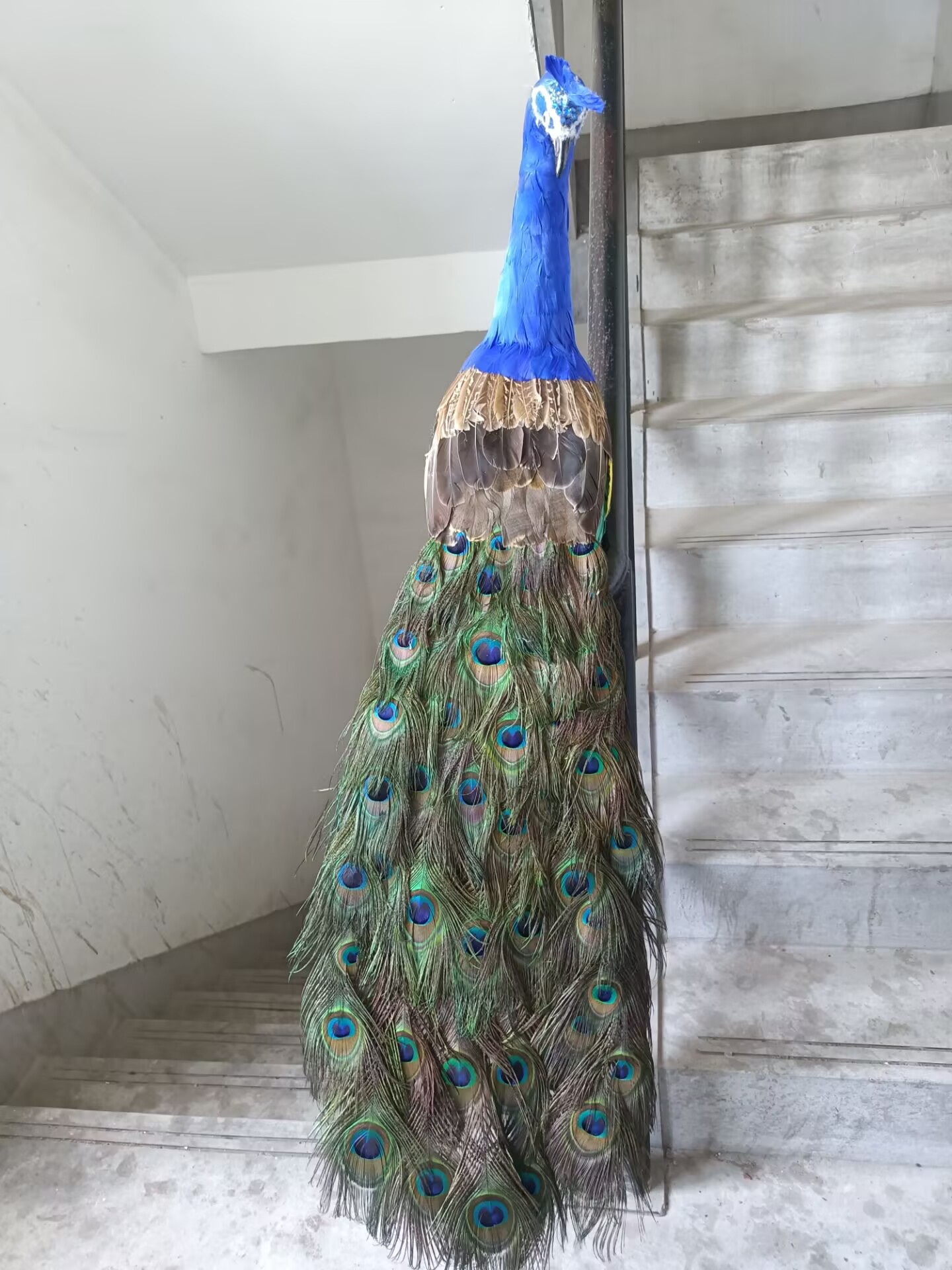 Modello Realistico di Pavone 1 - Home Decor Design Ideas recensione e prezzo