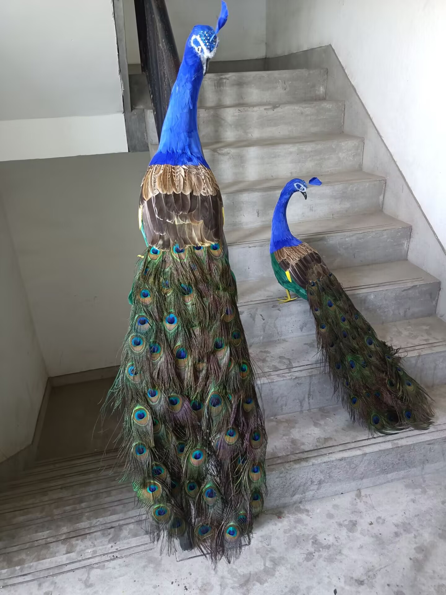 Modello Realistico di Pavone 1 - Home Decor Design Ideas recensione e prezzo